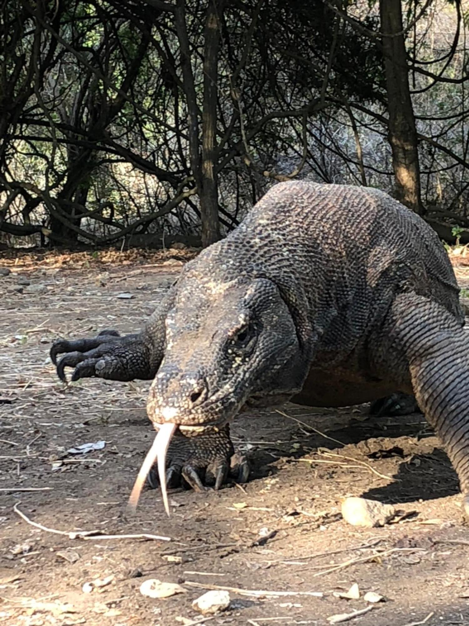 Dua Putri Komodo Homestay 外观 照片