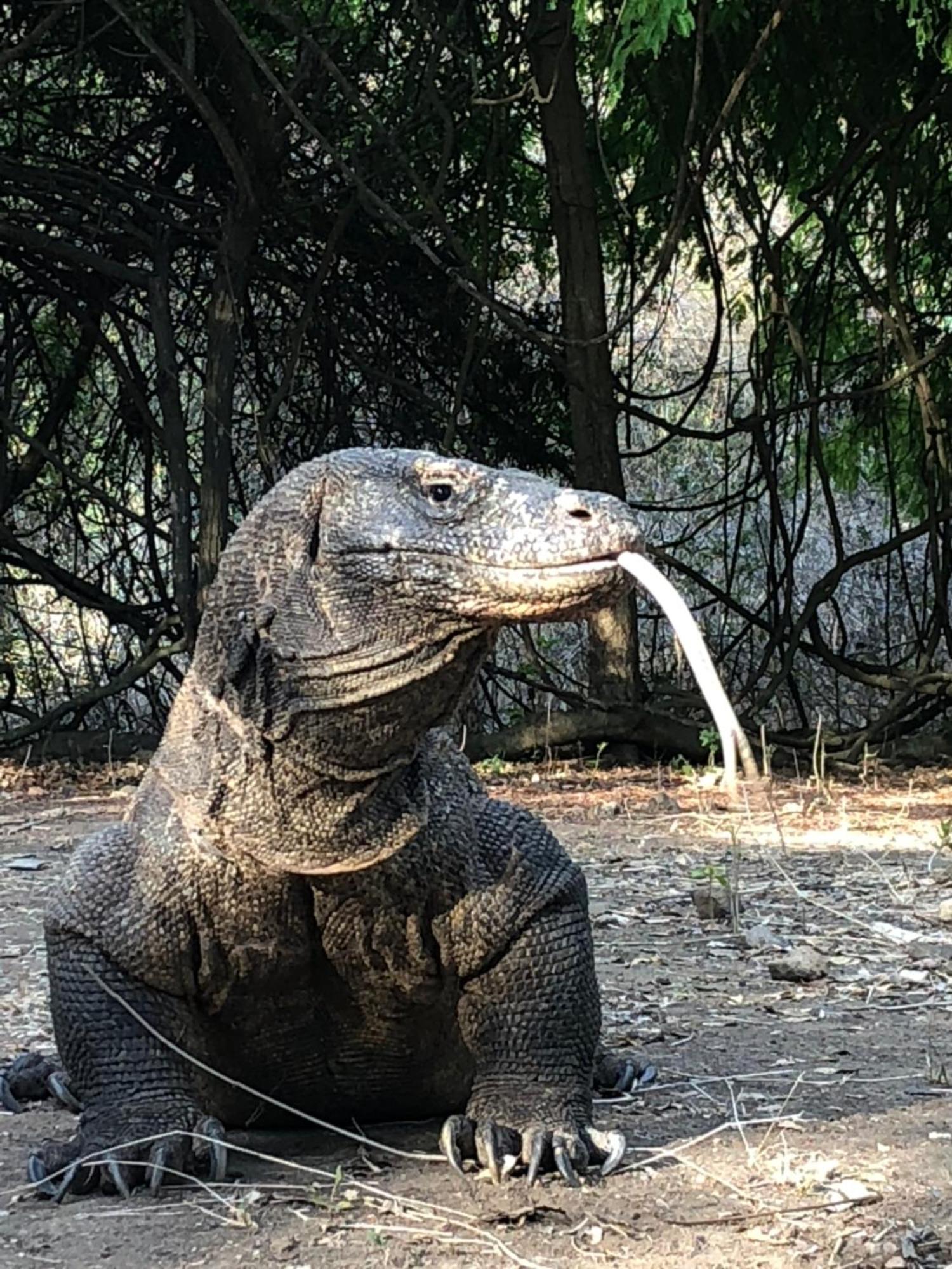 Dua Putri Komodo Homestay 外观 照片