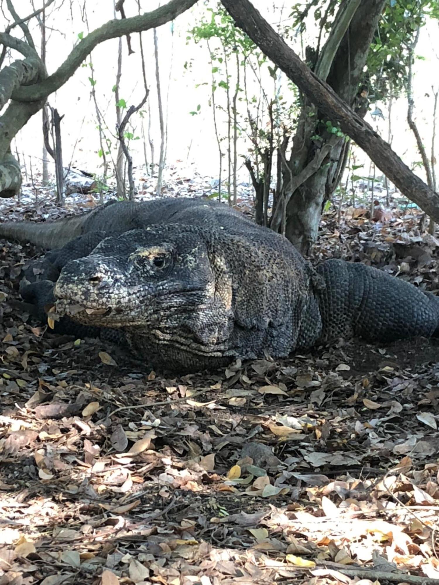 Dua Putri Komodo Homestay 外观 照片