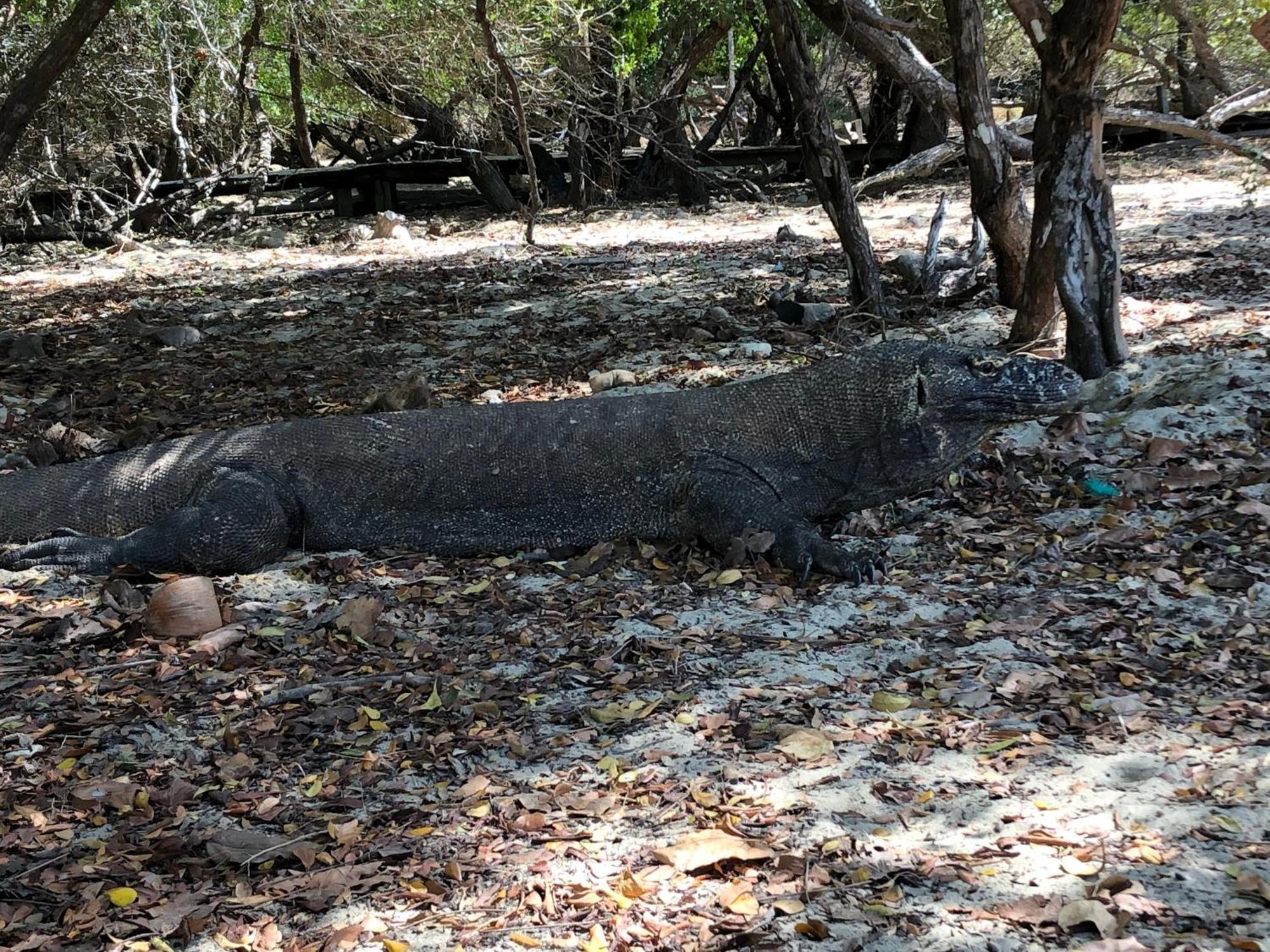 Dua Putri Komodo Homestay 外观 照片